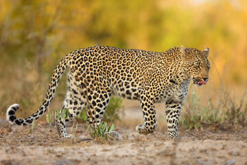 The African leopard (Panthera pardus pardus) young female patrolling in its territory. A leopard with his tongue sticking out in a beautiful evening light in a yellow landscape.