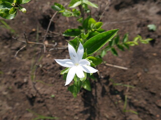 Jasmine plant
