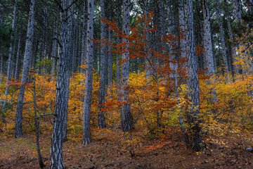 Autumn mixed forest. Forest of deciduous and pine trees. Yellow, orange, green, red shades of foliage. Dense impenetrable forest. Tall tree trunks. Autumn natural background.