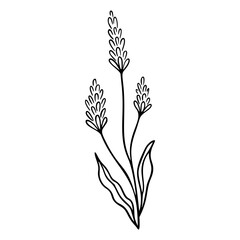 Lavender outline hand drawn element. Herbs doodle botanical icon lavender for logo. Herbal and meadow plant, grass. Modern simple style. Vector illustration isolated on white background. © Яна Фаркова