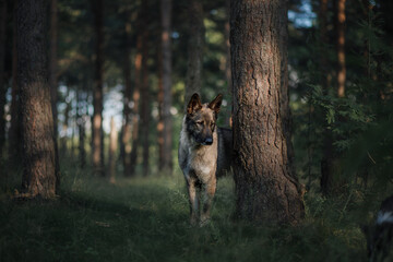 dog in nature. shepherd dog in a fir forest