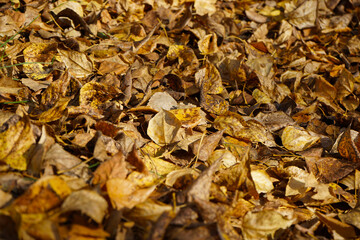 Fallen leaves texture background. Yellow brown orange dry leaves on the ground. Autumn leaves in the forest on a sunny day.