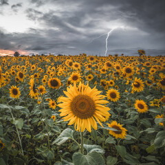 Sunflowers in the Storm