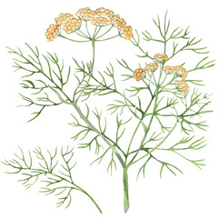Raw dill with flowers isolated on white. Watercolor botanical illustration. Culinary herb of spice for flavouring food. Hand drawn plant for packaging, label, logo design. Ingredient for  recipe.