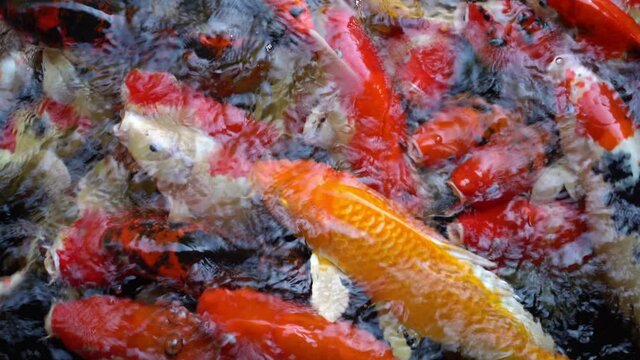 Golden koi fish swim through red koi fish in the pond. Mirror carp swimming happily in the pond