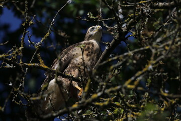 young buzzard  common buzzard (Buteo buteo) Germany