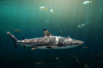 Blacktip reefs shark swimming.