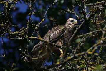 young buzzard  common buzzard (Buteo buteo) Germany