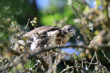 young buzzard  common buzzard (Buteo buteo) Germany