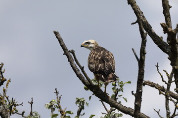 young buzzard  common buzzard (Buteo buteo) Germany
