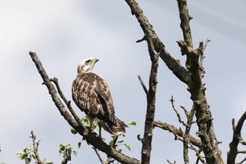 young buzzard  common buzzard (Buteo buteo) Germany
