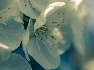 Closeup of a blossom