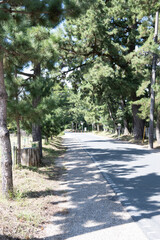 Pine tree avenue of Goyu Area on Tokaido Road in Toyokawa City