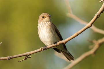 Spotted Flycatcher Muscicapa striata Costa Ballena Cadiz