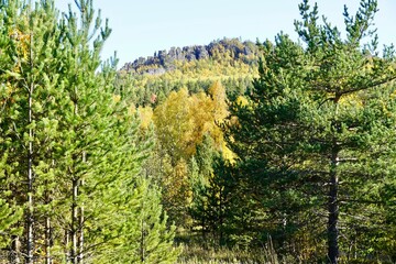 Autumnal Park. Autumn Trees and Leaves. Fall. Golden green orange leaves. 