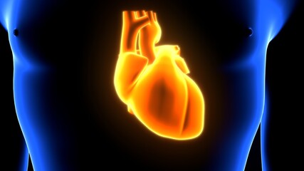 3D Illustration of Human Body Organs Heart Anatomy
