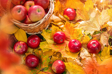 basket of red apples stands under tree among fallen yellow leaves.