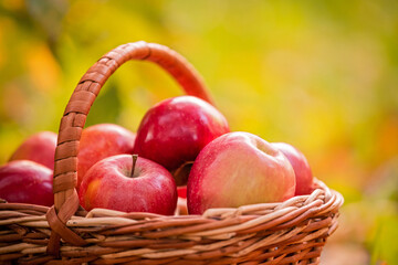 basket of red apples stands under tree among fallen yellow leaves.