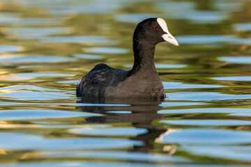 Eurasian Coot Fulica atra Costa Ballena Cadiz