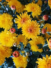 Obraz premium colorful flowers background