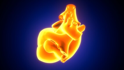 3D Illustration of Human Body Organs Heart Anatomy
