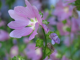 Obraz premium field malva (Malva sylvestris) blooms pink-purple flowers