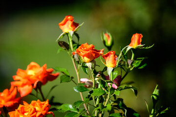 Close up of many large and delicate vivid yellow orange roses in full bloom in a summer garden, in direct sunlight, with blurred green leaves in the background.