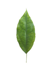 Hand holding Leaf of Tiliacora triandra or Bai Ya Nang Isolated on White Background. Medicinal plants,Thai herb.	