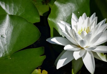 White lotus flower and green leaf background