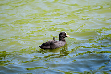 One small black Eurasian coot bird also known as common or Australian coot, swiming on a lake in a sunny summer day.