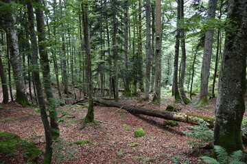 Primeval-like mixed forest with old coniferous and deciduous trees in the Styrian limestone mountains in Austria.