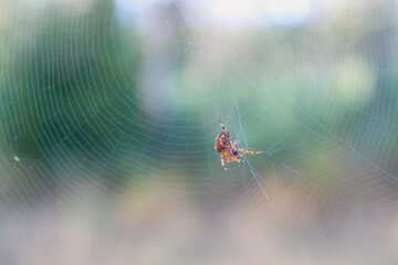 Spider on the web