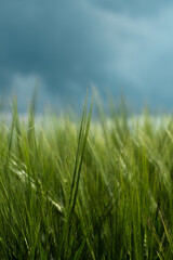 Getreidefeld vor Gewitterhimmel