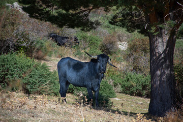 A bull in Dehesa with crooked horns