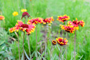 Many vivid red and yellow Gaillardia flowers, common name blanket flower, and blurred green leaves in soft focus, in a garden in a sunny summer day, beautiful outdoor floral background.