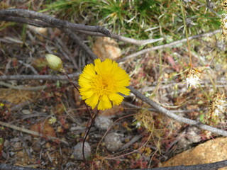 Dandelion growing on dry soil
