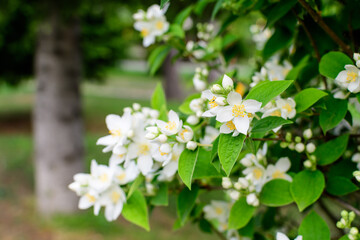 Obraz na płótnie Canvas Fresh delicate white flowers and green leaves of Philadelphus coronarius ornamental perennial plant, known as sweet mock orange or English dogwood, in a garden in a sunny summer day, beautiful outdoor