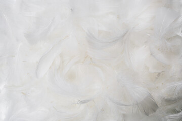 White  soft feathers background.