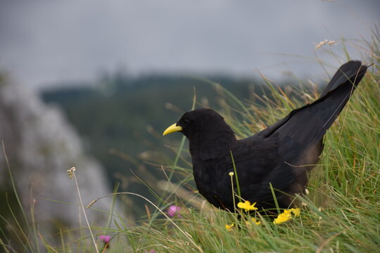 Alpine chough or yellow-billed chough (Pyrrhocorax graculus)