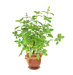 Branch of Lemon basil in clay flower pot