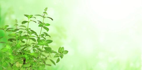 Horizontal banner with beautiful green Lao basil leaves on blurred sunny background