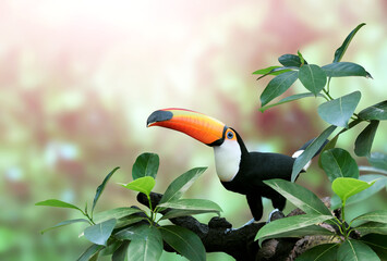 Mooie kleurrijke toekanvogel op een tak in een regenwoud