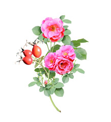 Branch of Dog rose with red flowers and berries
