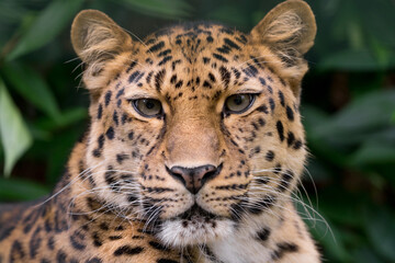 Portrait of an Asian Amur Leopard 