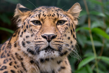Fototapeta na wymiar Portrait of an Asian Amur Leopard 