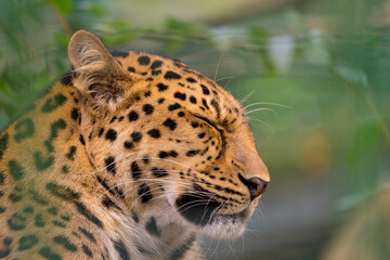 Portrait of an Asian Amur Leopard 
