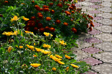 A calendula bush with yellow flowers and unripe seeds grows near a garden path made of yellow and red shaped tiles. Grass sprouted between the tiles. Yellow calendula on a background of red marigolds.