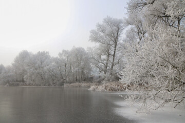Frozen trees over the pond. cold weather outdoors