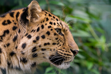 Portrait of an Asian Amur Leopard 