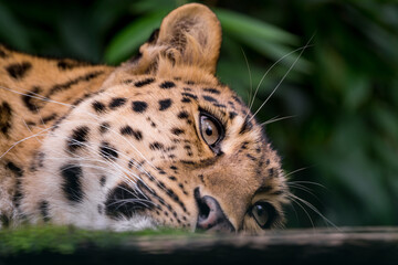 Portrait of an Asian Amur Leopard 